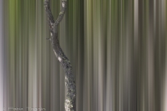 Motion-5