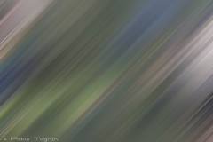 Motion-50